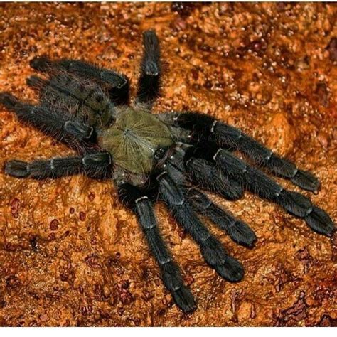 Malaysian earthtiger tarantula